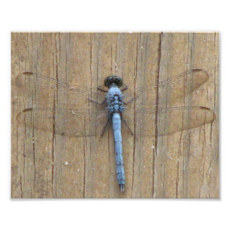 Damesfly Foto Afdruk