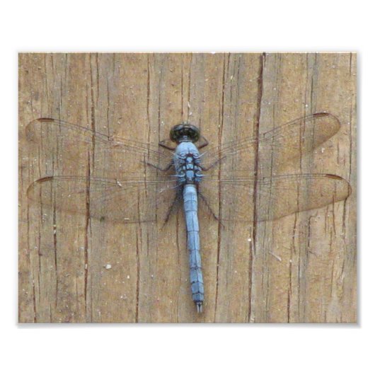Damesfly Foto Afdruk (Voorkant)