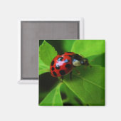 damestoor magneet (Voorkant / Achterkant)