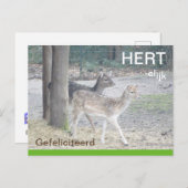 Damherten HERTelijk Gefeliciteerd Briefkaart (Voorkant / Achterkant)