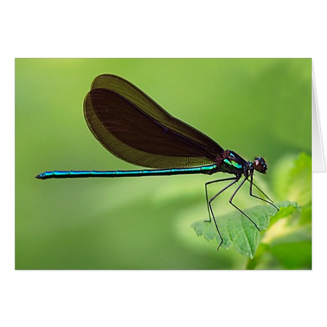 Damsel Fly (Voorkant Horizontaal)