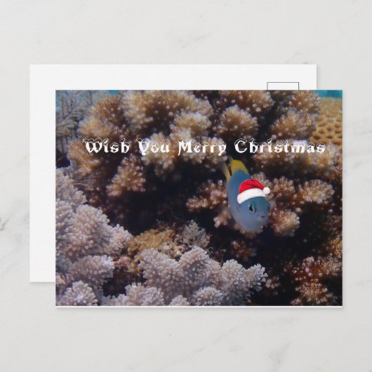 Damselfish Briefkaart (Voorkant / Achterkant)