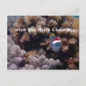 Damselfish Briefkaart (Voorkant)