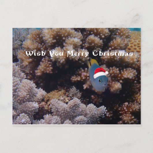 Damselfish Briefkaart (Voorkant)