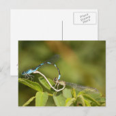 Damselflies Mating Briefkaart (Voorkant / Achterkant)