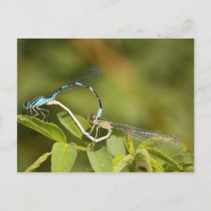 Damselflies Mating Briefkaart