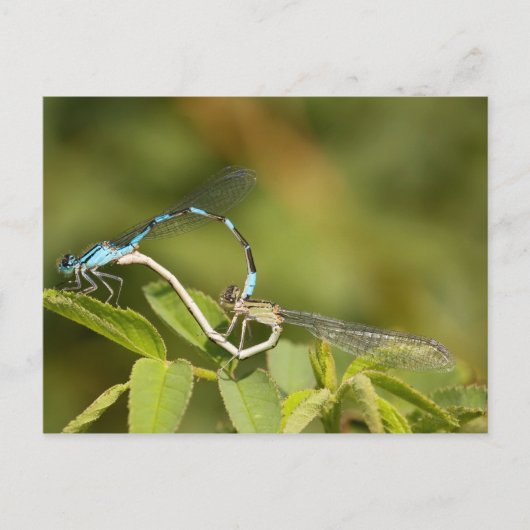 Damselflies Mating Briefkaart (Voorkant)