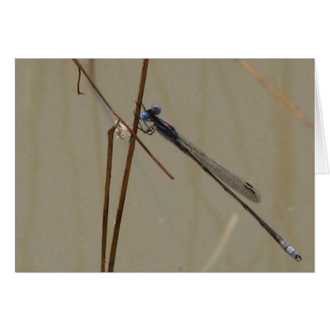 Damselfly (Voorkant Horizontaal)
