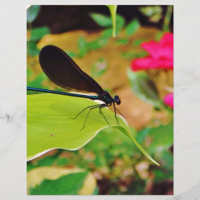 Damselfly en Roos (Voorkant)