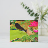 Damselfly en Roos Briefkaart (Staand voorkant)