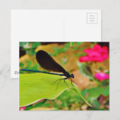 Damselfly en Roos Briefkaart (Voorkant / Achterkant)