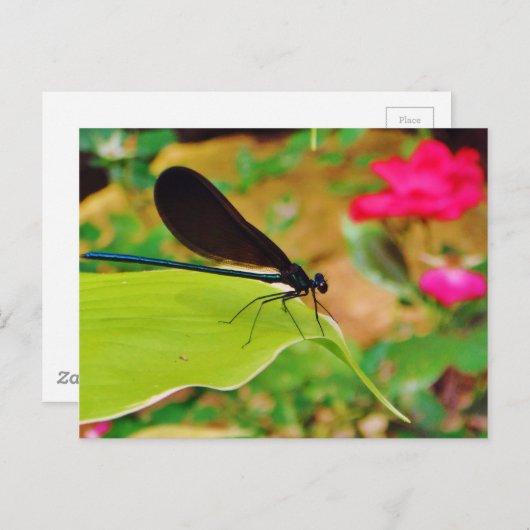 Damselfly en Roos Briefkaart (Voorkant / Achterkant)
