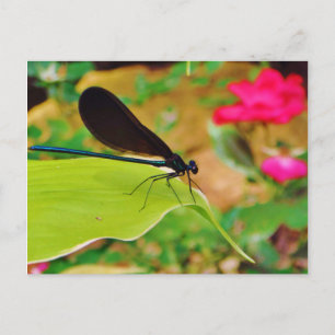 Damselfly en Roos Briefkaart