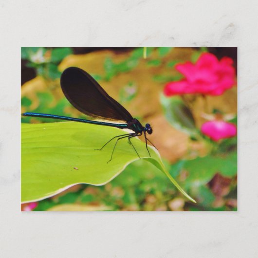 Damselfly en Roos Briefkaart (Voorkant)