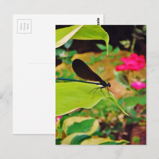 Damselfly en Roos Briefkaart (Voorkant / Achterkant)
