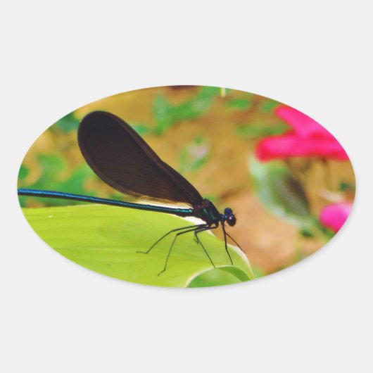 Damselfly en Roos Ovale Sticker (Voorkant)