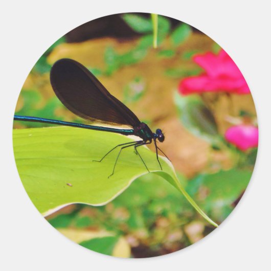 Damselfly en Roos Ronde Sticker (Voorkant)