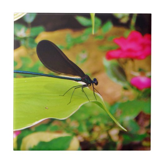 Damselfly en Roos Tegeltje (Voorkant)