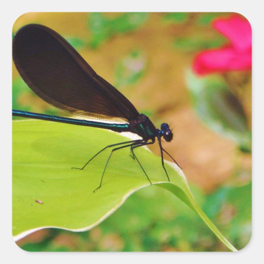 Damselfly en Roos Vierkante Sticker (Voorkant)