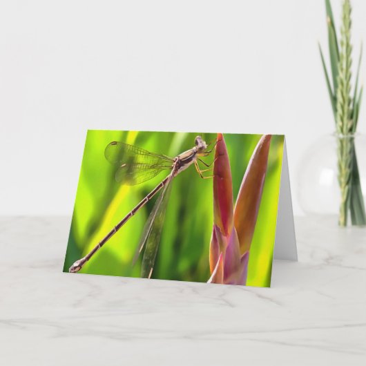 Damselfly gebalanceerd op een blokkop kaart (Voorkant)