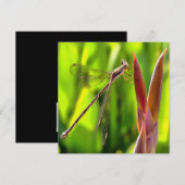 Damselfly gebalanceerd op een blokkop kaart (Voorkant / Achterkant)