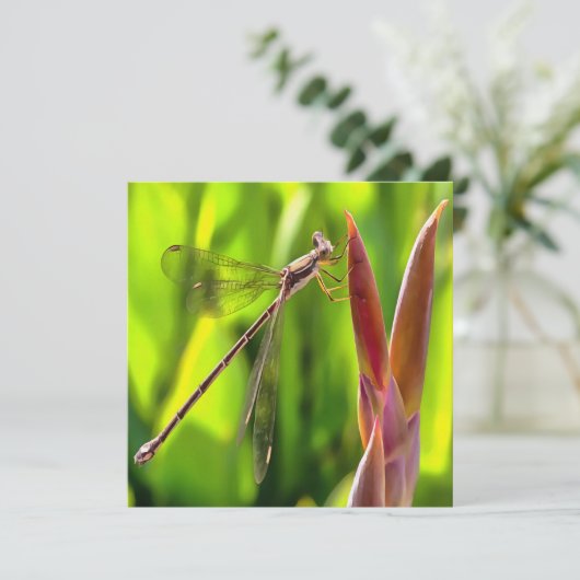 Damselfly gebalanceerd op een blokkop kaart (Staand voorkant)