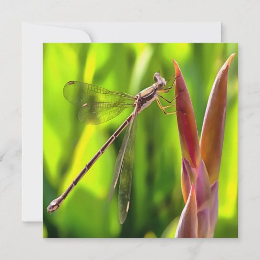 Damselfly gebalanceerd op een blokkop kaart (Voorkant)