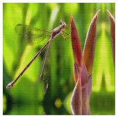 Damselfly gebalanceerd op een blokkop stof (Close Up)