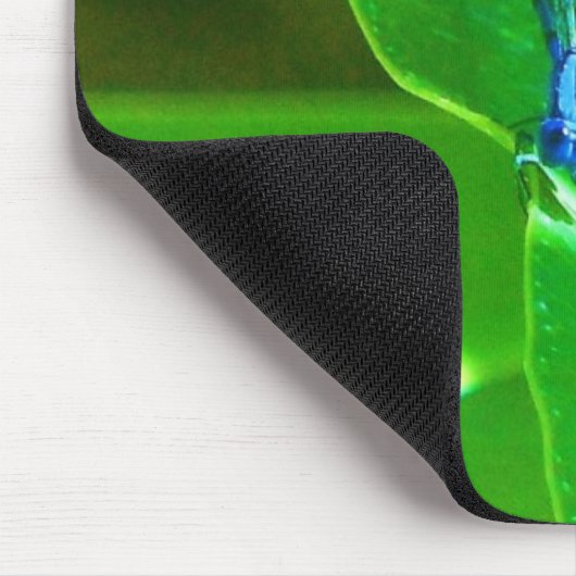 Damselfly Muismat (Hoek)