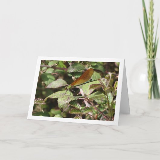 Damselfly Portrait Kaart (Voorkant)