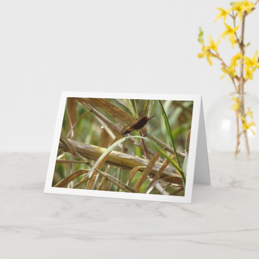 Damselfly Portrait Kaart (Gele Bloem)