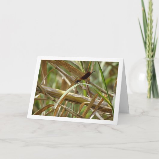 Damselfly Portrait Kaart (Voorkant)