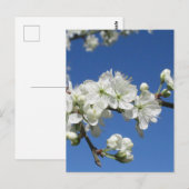 Damson Bloesem Briefkaart (Voorkant / Achterkant)