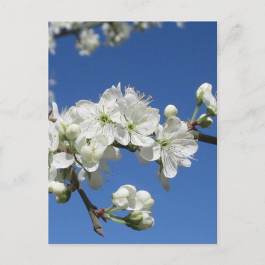 Damson Bloesem Briefkaart (Voorkant)