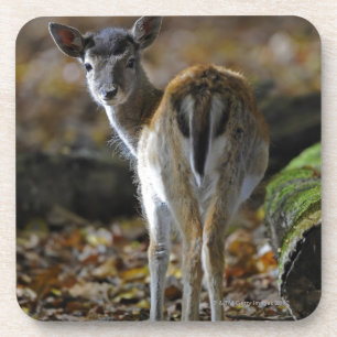 Damwild, Dama dama, braakherten, Hirschkalb Onderzetter