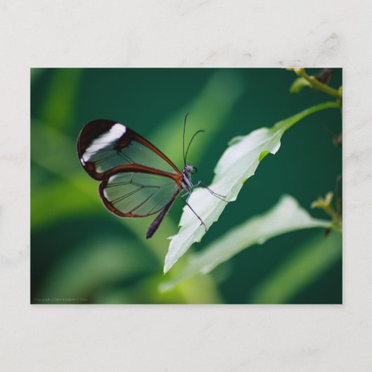 Dana Briefkaart (Voorkant)