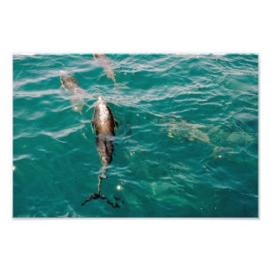 Dana Point Foto Afdruk