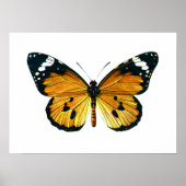 Danaus chrysippus butterfly poster (Voorkant)