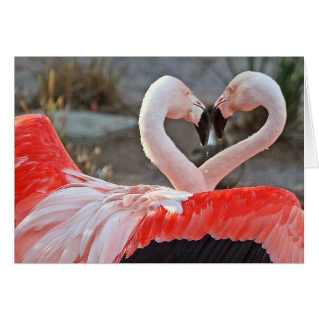 Dance of Love (Voorkant Horizontaal)