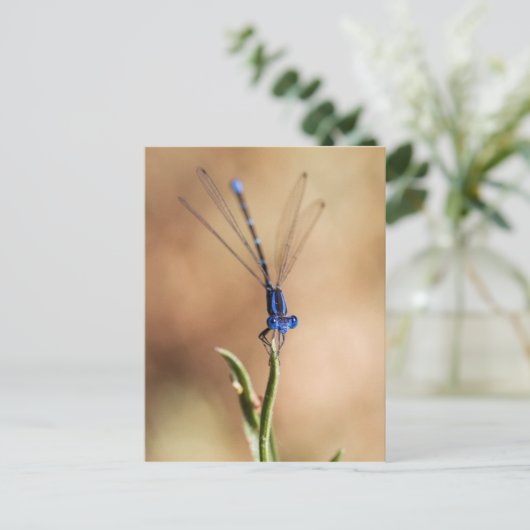 Dance of the damselfly briefkaart (Staand voorkant)