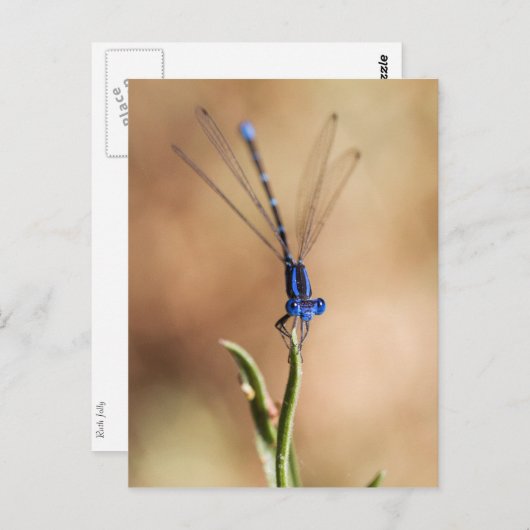 Dance of the damselfly briefkaart (Voorkant / Achterkant)