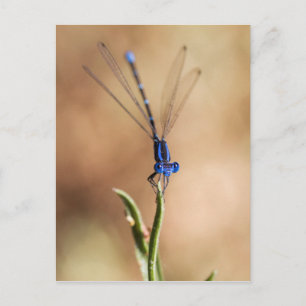 Dance of the damselfly briefkaart