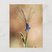 Dance of the damselfly briefkaart (Voorkant)