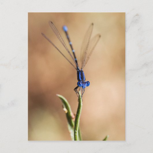 Dance of the damselfly briefkaart (Voorkant)