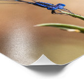 Dance of the damselfly foto afdruk (Hoek)