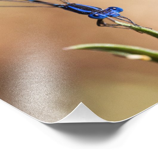 Dance of the damselfly foto afdruk (Hoek)