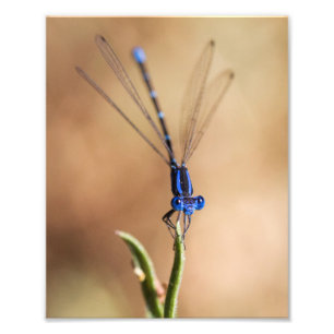 Dance of the damselfly foto afdruk