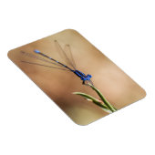 Dance of the damselfly magneet (Rechterzijde)