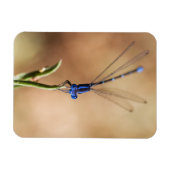 Dance of the damselfly magneet (Horizontaal)