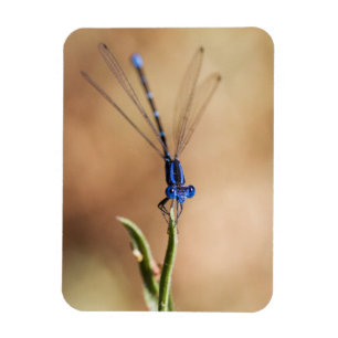 Dance of the damselfly magneet